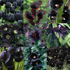 Collection image for: Wildflower