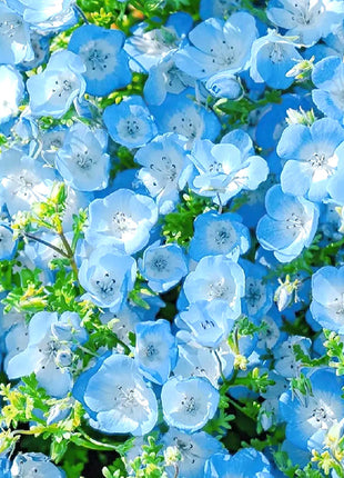 💙Baby-Blue-Eyes Seeds—Sky Color