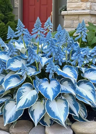 🔥Premium Rare Hosta Seeds🌿Shade-Tolerant Plant