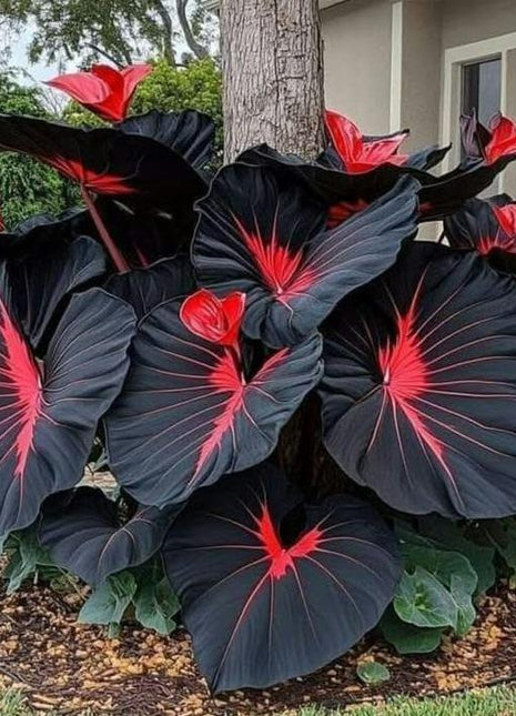 800 Pcs Hosta Seeds | Hardy Green Perennials for Shady Gardens, Easy-Care Borders & Lasting Landscape Beauty