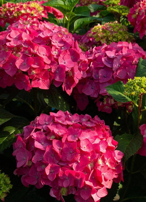 200pcs Red Hydrangea Seeds – Bold & Vibrant Blooms for Garden Borders, Pots & Statement Landscapes