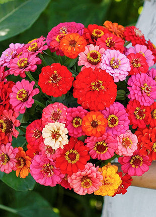 🌺Double Dwarf Zinnia Seeds