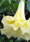 Yellow / 20pcs
