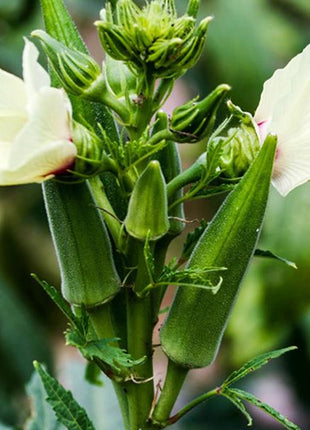 Lady Finger/ Okra Seed