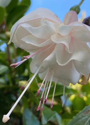 🌺Lantern Flower
