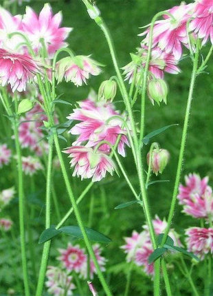 NORA BARLOW Pink COLUMBINE Aquilegia Caerulea Flower Seeds