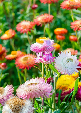Strawflower Seeds Xerochrysum Bracteatum