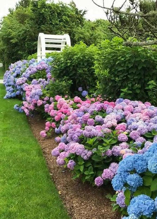 Hydrangea Seeds 50 seeds Mixed Color Seeds Stunning Perennial Flower Seeds for Gardeners Hardy Blooms Perfect for Landscaping and Garden Beautification