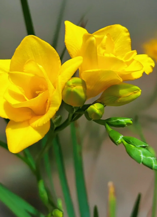 💐Freesia Bulbs