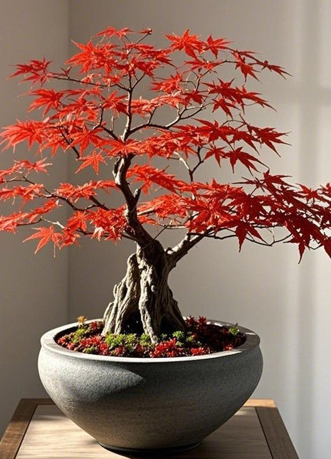 Red Japanese Maple Tree-10pcs Acer palmatum 'Bloodgood' Seeds – Deep Red Japanese Maple, Perfect for Pots, Patios & Bonsai