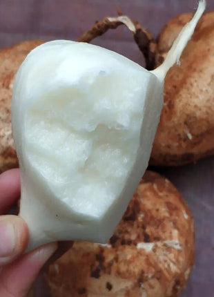 Jicama Pachyrhizus Erosus Seeds