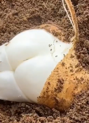 Jicama Pachyrhizus Erosus Seeds