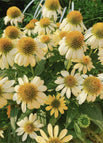 Yellow / 100 Seeds