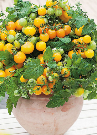 Dwarf Tomatos Seeds
