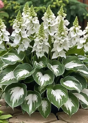 🔥Premium Rare Hosta Seeds🌿Shade-Tolerant Plant