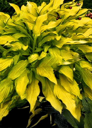 Mixed Hosta Perennials Flower Rare White Lace Lily Seeds