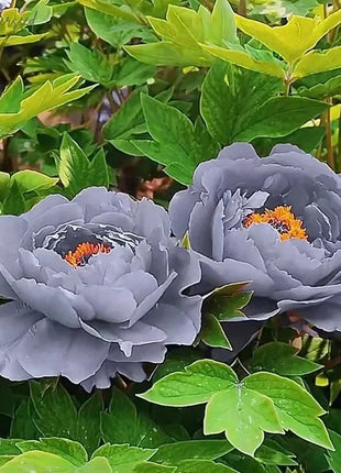 Black Beauty Peony Flower Seeds