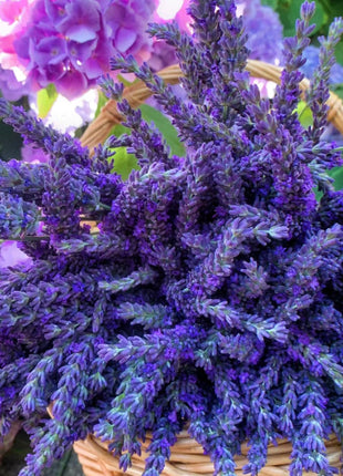 🌿Lavender Seeds Purple Blooming