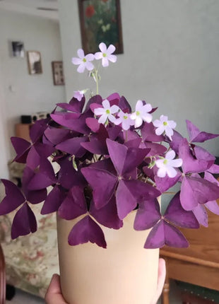 10PCS Oxalis Triangularis Purple Shamrock Good Luck Plant