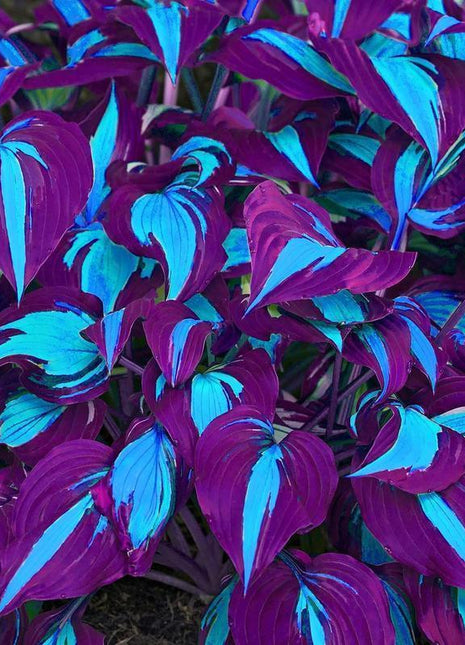 800Pcs Mixed Hosta Seeds for Planting – Rare Color Varieties, Shade-Loving Perennials for Garden and Landscaping