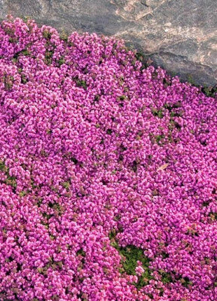 📣Optimal Ground Cover✨Creeping Thyme Seeds