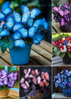 100 Seeds / 🔥Six color blends(Free Shipping)🔥