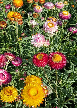 Strawflower Seeds Xerochrysum Bracteatum