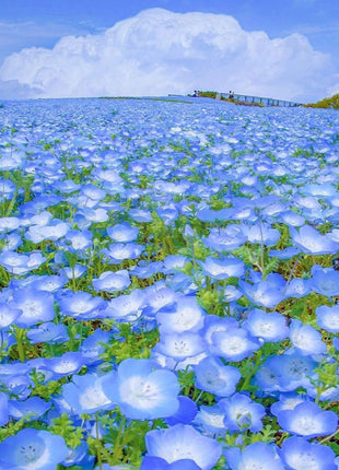 Baby Blue Eyes Seeds