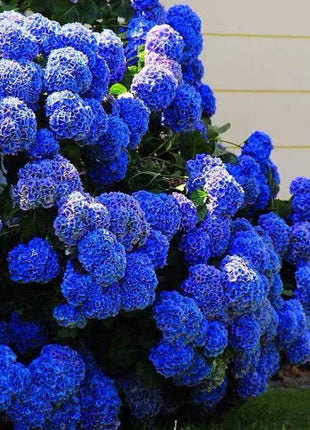 20 pcs/Pack Hydrangea Seed Bonsai Flower Seeds Hydrangea Perennial Garden Home