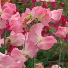 SALMON CREAM SWEET PEA SEED