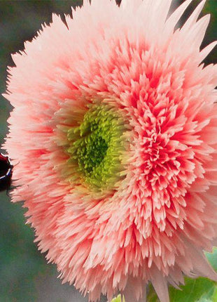 Pink Pooh Sunflower