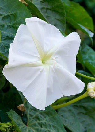 MOONFLOWER SEEDS