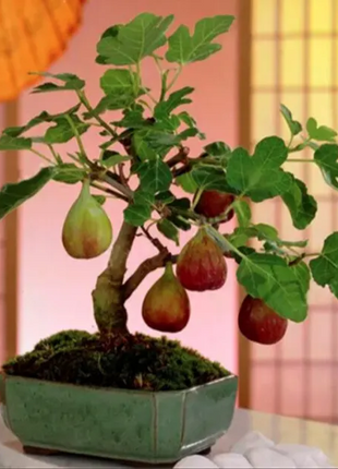 Fig Tree Seeds (Ficus carica), Sweet Fruit Shrub