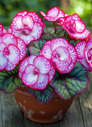 Rare Twin Begonia - Pink and White
