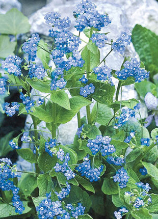 Siberian Bugloss