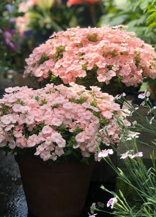 Phlox drummondii 'Ethnie Salmon'