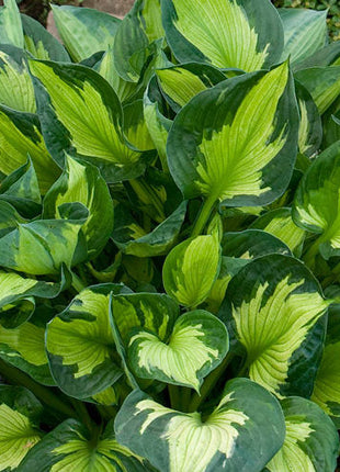 Colored Hulk Hosta