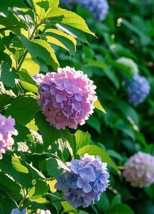 200 Pcs Mixed Color Hydrangea Seeds | Gorgeous & Elegant Blooms for Your Garden & Floral Projects