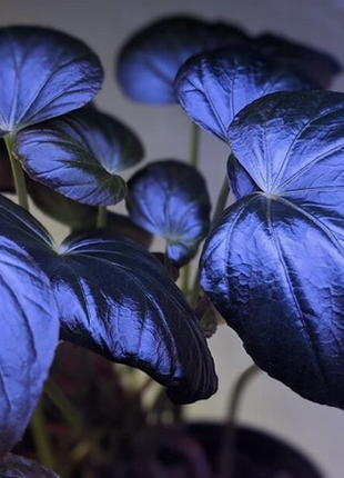 Peacock Begonia - blue begonia