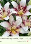 White Angel / 3 Bulbs