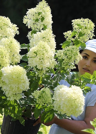 Premium White Hydrangea Seeds - 200+ Seeds Per Pack for Gorgeous Garden Blooms