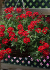 Red / 200 Seeds