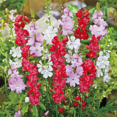 Collection image for: Hollyhock