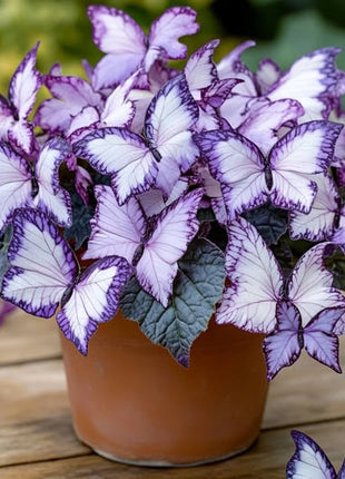 Begonia 'Moonlight Butterfly' - Purple and White