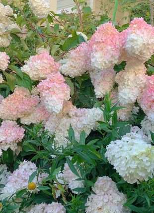 🌺Panicle Hydrangea Flowers Seeds—Mixed Color Plants—Home Garden Flower Seeds