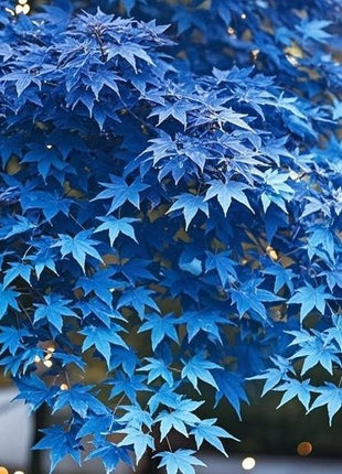 10 Pcs Blue Maple Tree Seeds – Rare Ornamental Shade Tree with Unique Cool-Toned Foliage, Easy to Grow, Perfect for Gardens, Yards & Stunning Landscape Displays