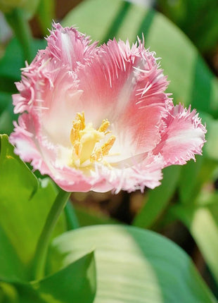 Frill Tulip seeds