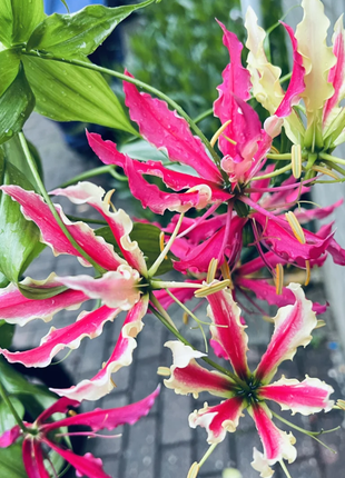 💐Gloriosa Lily—Life Never Dies, Passion Never Dies