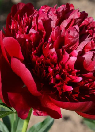 🔥LAST DAY 45% OFF🌺THE QUEEN OF FLOWERS—DOUBLE PETALED PIANI