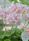Apple Geranium / 50 Seeds